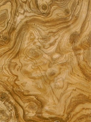 Olive Ash Burr veneer