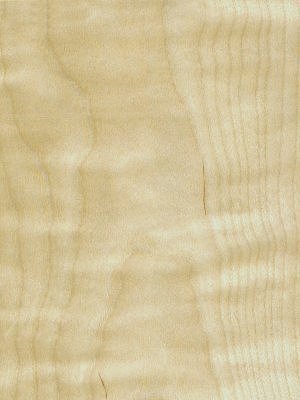Crown Figured European Birch veneer