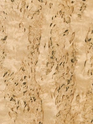 Masur Birch veneer