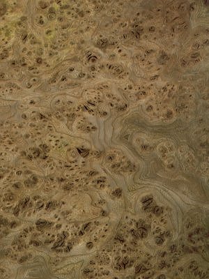 European Elm Burrveneer