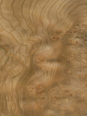 European Elm Cluster veneer