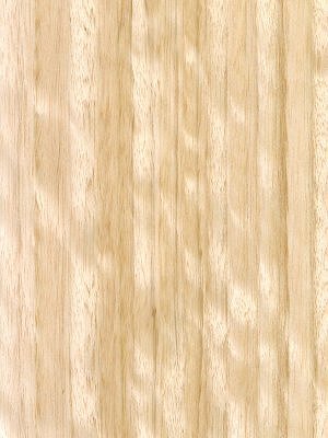 Eucalyptus veneer