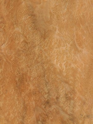 Eucalyptus Burr veneer