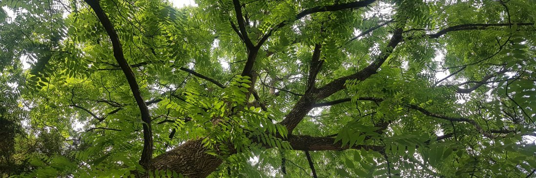 American Walnut panels