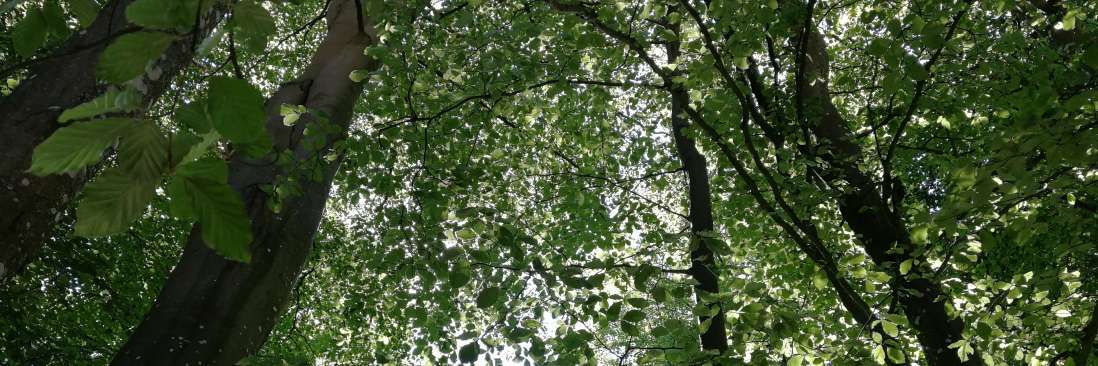 Steamed beech full length panels