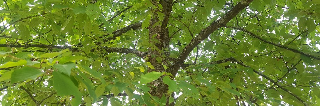 Cherry Full Length Panels