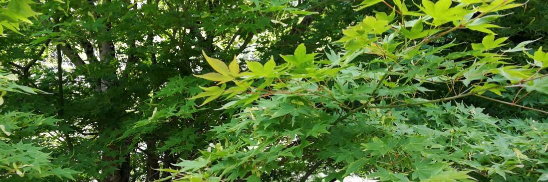 Maple full length panels