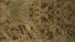 Elm Burr