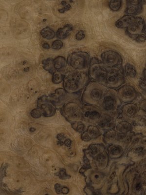 Sappy American Walnut Burr veneer