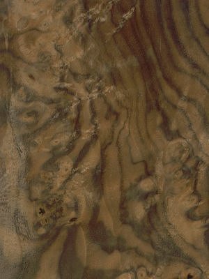 American Walnut Butt Burr veneer