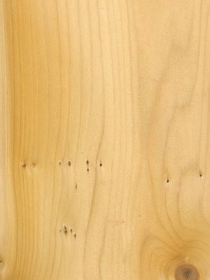 European Yew veneer