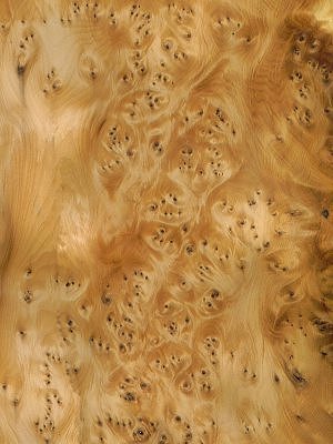 European Yew Burr veneer